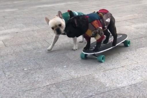 巴哥犬玩滑板，不料半路被抢，抢完了之后撞树了，最后的结局意外