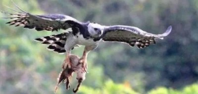 ​世界上最大的“食猿雕”，可从千米高空俯冲，像捏豆腐一般抓猴子