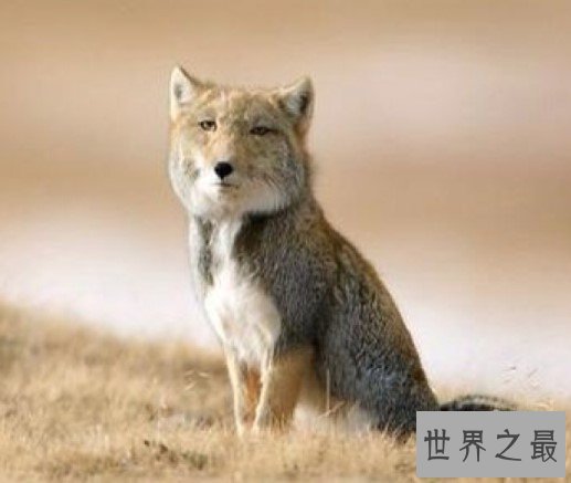 世界上最丑的狐狸,比较孤僻,喜欢独来独往