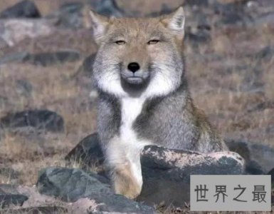 ​世界上最丑的狐狸，比较孤僻，喜欢独来独往