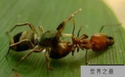 ​十大怪异新物种有哪些 （神秘千足虫）