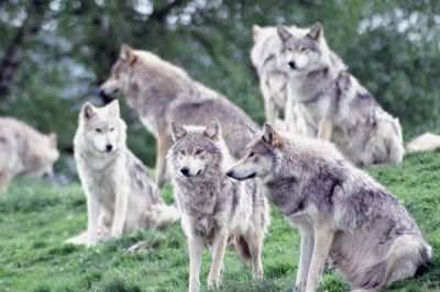 ​狼的天敌是什么?最大死亡原因竟然是同类斗争