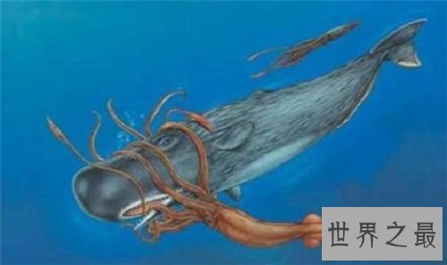 巨枪乌贼 世界上最大的乌贼是抹香鲸的死敌
