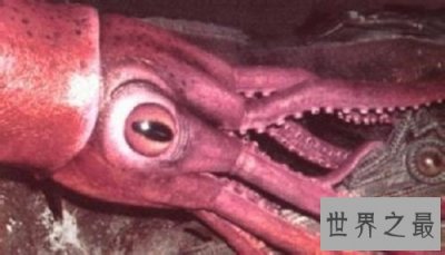 ​巨枪乌贼 世界上最大的乌贼是抹香鲸的死敌