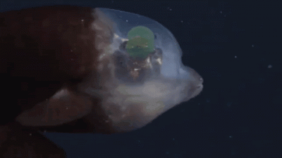 ​加利福尼亚海岸蒙特雷湾遥控无人潜水器ROV拍摄到头部透明的大鳍后肛鱼（管眼