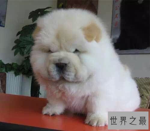 犬类智商排名倒数榜,你们常说的二哈居然不上榜?