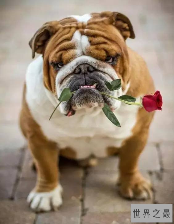 犬类智商排名倒数榜,你们常说的二哈居然不上榜?