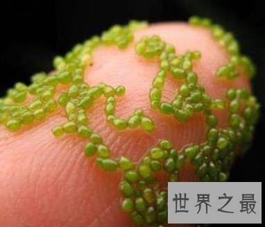 最神奇的植物,没有根也可以存活(密集恐惧症慎点)