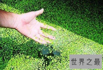 最神奇的植物,没有根也可以存活(密集恐惧症慎点)