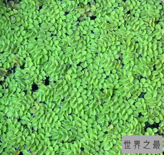 最神奇的植物,没有根也可以存活(密集恐惧症慎点)