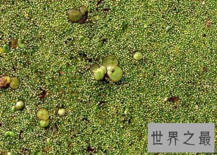 最神奇的植物,没有根也可以存活(密集恐惧症慎点)