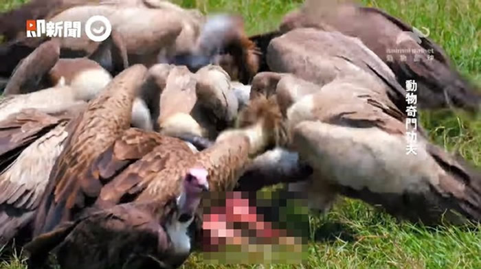 动物星球频道《动物奇门功夫》播出地表最强清道夫:秃鹰超强胃酸灭病菌