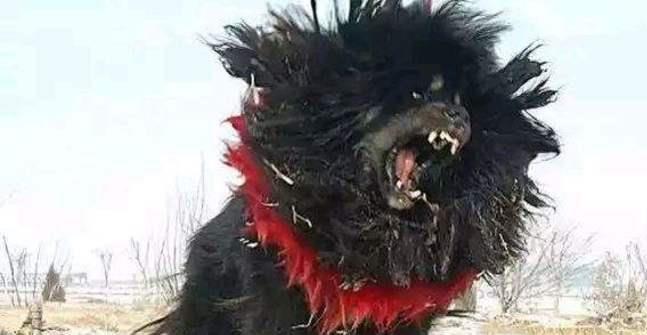 鬼獒VS青狼獒,究竟哪个更厉害,谁才是最强藏獒?