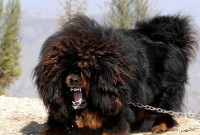 ​鬼獒VS青狼獒，究竟哪个更厉害，谁才是最强藏獒？