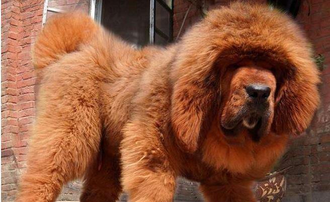 鬼獒VS青狼獒,究竟哪个更厉害,谁才是最强藏獒?