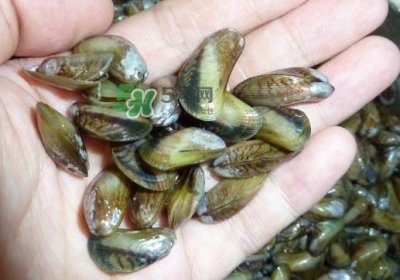 ​薄壳什么季节有？薄壳孕妇可以吃吗？