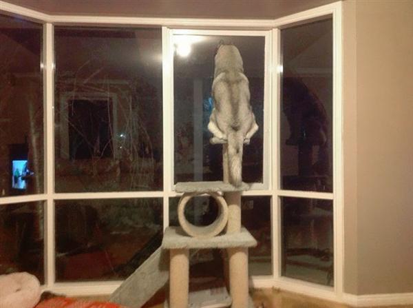 二哈果然是最古怪的狗狗,没有之一,哈士奇爬树拆家,有图有真相