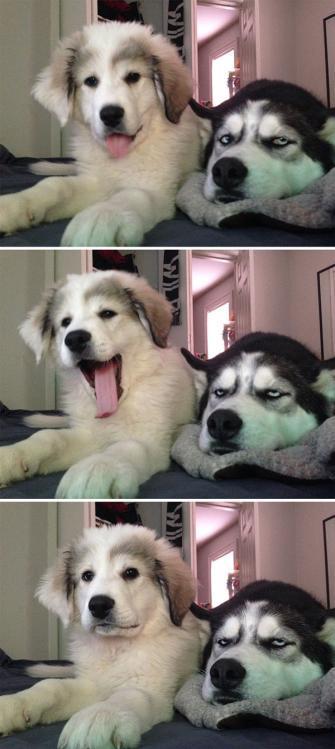 二哈果然是最古怪的狗狗,没有之一,哈士奇爬树拆家,有图有真相