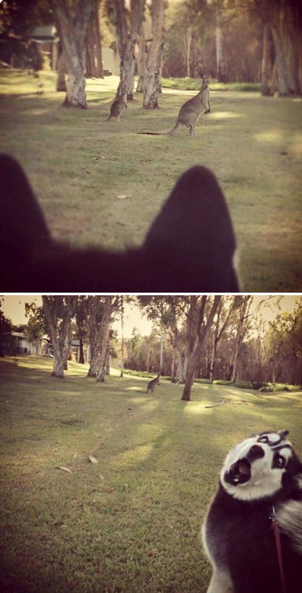 二哈果然是最古怪的狗狗,没有之一,哈士奇爬树拆家,有图有真相