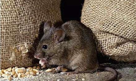 老鼠最怕的一种东西,放在家中,老鼠全都消失了