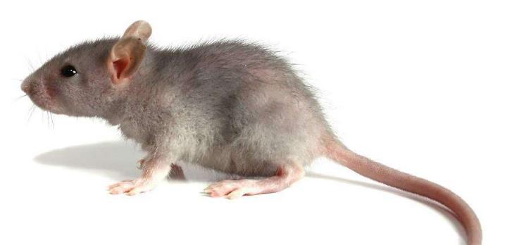 老鼠最怕的一种东西,放在家中,老鼠全都消失了