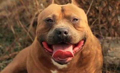 ​美国这种狗狗，长相凶悍全身肌肉，却是脾气最好的犬类！