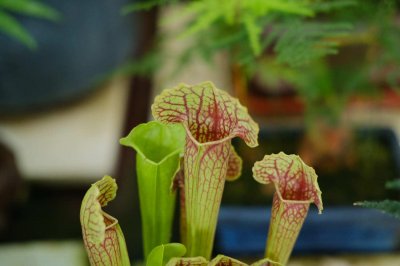 ​吃苍蝇的植物