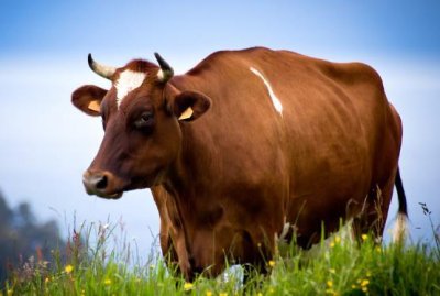 ​属牛婚配那个属相最好 属牛婚配宜忌事项