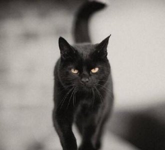 ​为什么说养黑猫不好(养黑猫有什么好处和坏处)