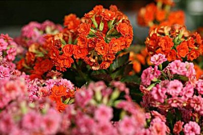 ​长寿海棠和长寿花的区别