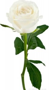 ​情人看上别的女人我该怎么做(情人有好多女人我怎么去做)