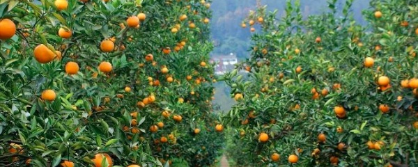 桔子树施什么肥（科普关于桔子树施肥的小知识）