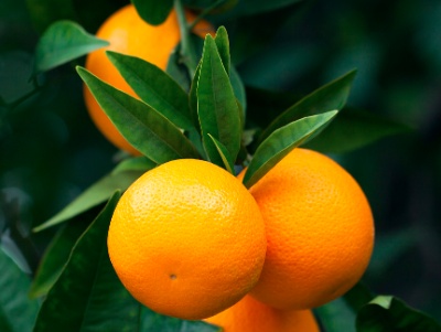 桔子树施什么肥（科普关于桔子树施肥的小知识）