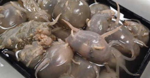 你见过猪头鱼吗