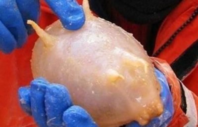 ​海猪能吃吗，花螺哪里不能吃？