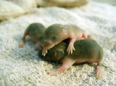 日本吃屎宴叫什么名字（全球最奇葩恶心食物）