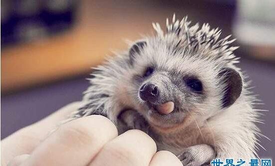 冬眠的动物是不是命都很长呀