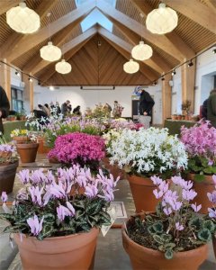 ​9种冬天开花的植物，千万别饿着，浇点大肥水，开花一波100朵
