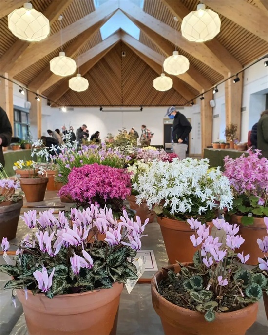 种冬天开花的植物，千万别饿着，浇点大肥水，开花一波100朵