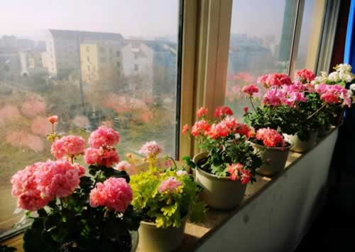 种冬天开花的植物，千万别饿着，浇点大肥水，开花一波100朵