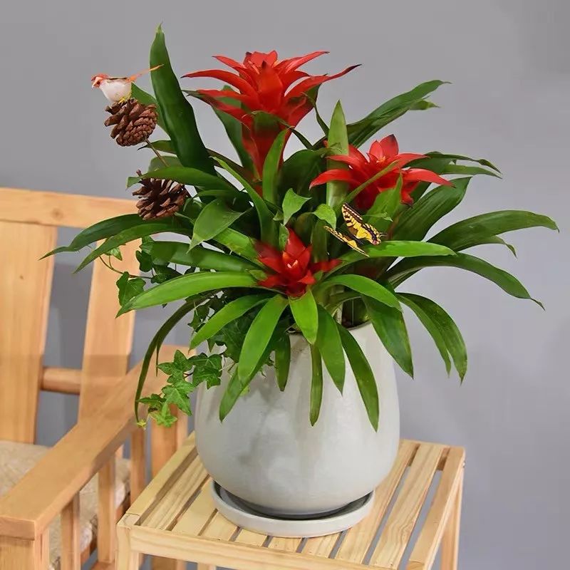 种冬天开花的植物，千万别饿着，浇点大肥水，开花一波100朵