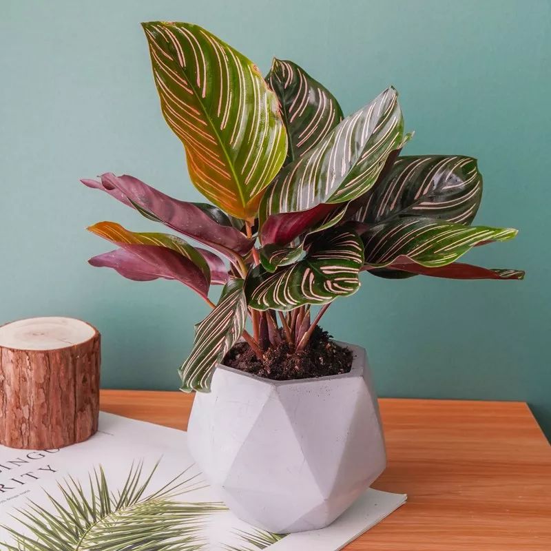 种冬天开花的植物，千万别饿着，浇点大肥水，开花一波100朵