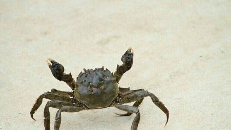 螃蟹的血是什么颜色的