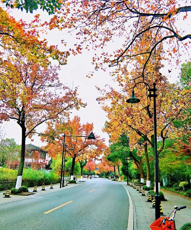 西湖龙井属于什么茶，西湖龙井属于什么茶西湖龙井是属于清茶吗？图3