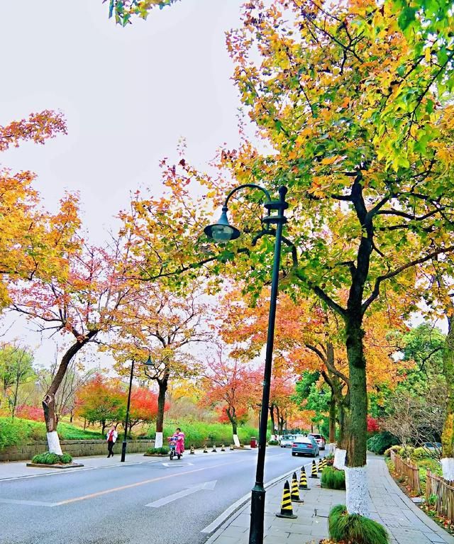 西湖龙井属于什么茶，西湖龙井属于什么茶西湖龙井是属于清茶吗？图4