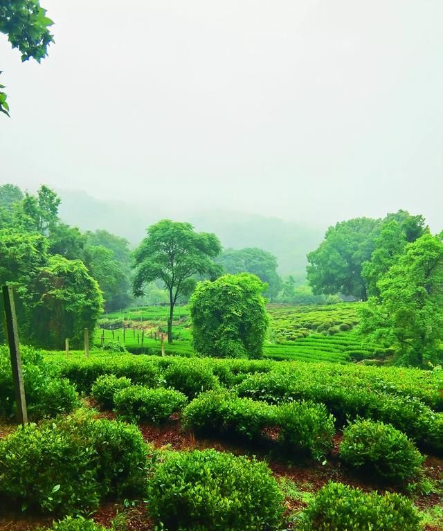 西湖龙井属于什么茶，西湖龙井属于什么茶西湖龙井是属于清茶吗？图6