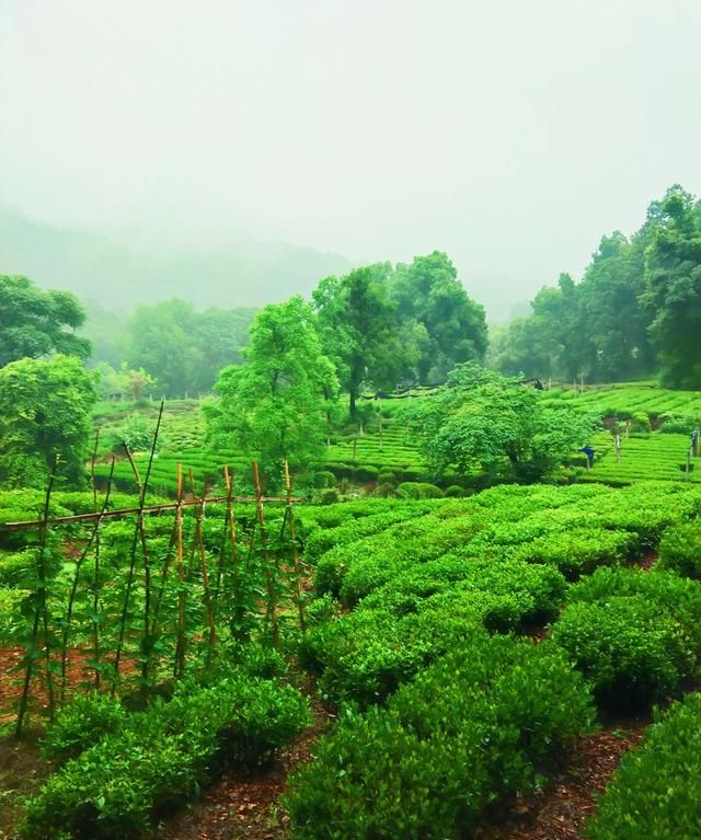 西湖龙井属于什么茶，西湖龙井属于什么茶西湖龙井是属于清茶吗？图5