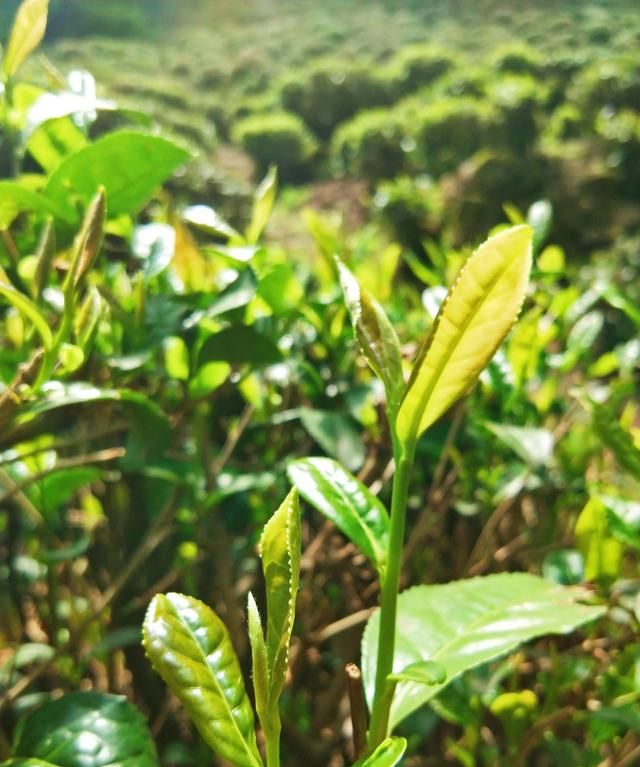 西湖龙井属于什么茶，西湖龙井属于什么茶西湖龙井是属于清茶吗？图8