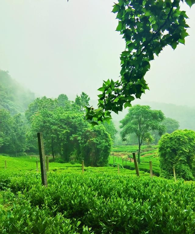 西湖龙井属于什么茶，西湖龙井属于什么茶西湖龙井是属于清茶吗？图7