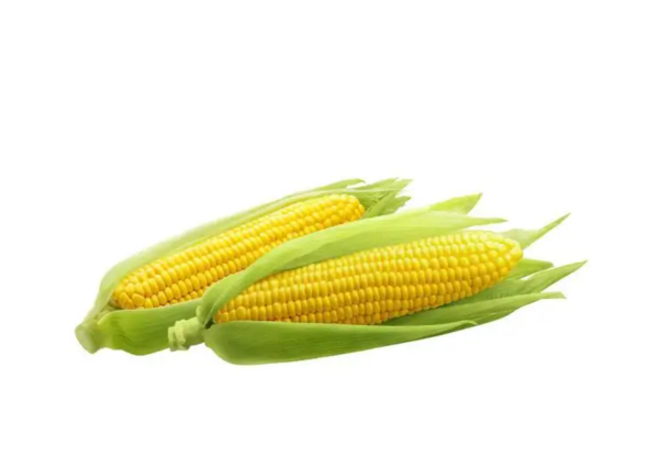 玉米煮多久最好吃,玉米要煮多久才能煮熟图1